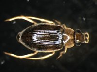 藏品(蚜蟲)的圖片